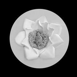 flower baby-Abigail Miguel-silver-black_and_white-1583
