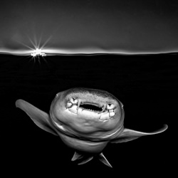 Nurse shark at sunset-Marco Gargiulo-bronze-black_and_white-2525