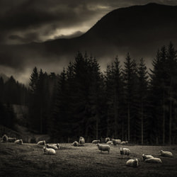 sheep-Robert Tilghman-finalist-black_and_white-2657