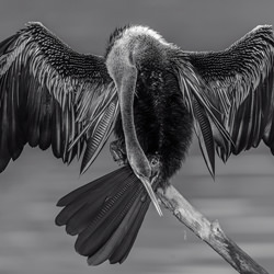 Oriental Darter-Jagdeep Rajput-bronze-black_and_white-2521