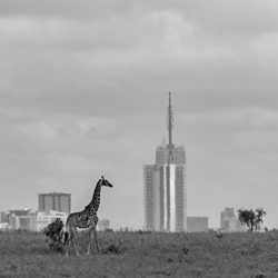 The wilderness of Nairobi-Ranjan Ramchandani-finalist-black_and_white-2637
