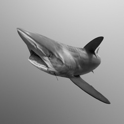Humans Are Beasts 2-Lukas Charwat-finalist-black_and_white-2610