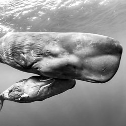 A Mother and her Son-David Salvatori-finalist-black_and_white-2707