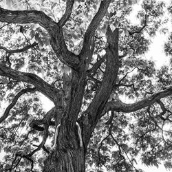 Tree-Szymon Brodziak-gold-black_and_white-2777