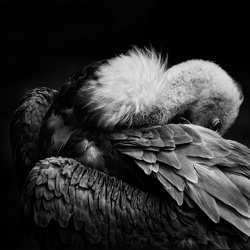 Vulture portrait-Pedro Bonay-finalist-black_and_white-2639