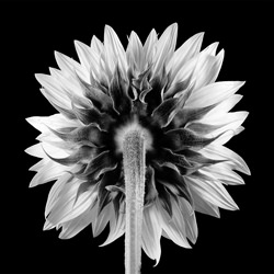 Back of Sunflower-Teemu Kalliolahti-finalist-black_and_white-2609