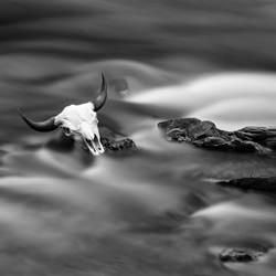 Bison Skull in the Snake River-Michael Donovan-finalist-black_and_white-2741