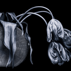 Parrot Tulips-Duschan Tomic-finalist-black_and_white-2649