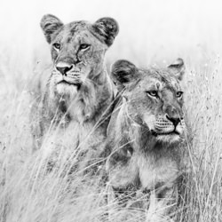 Eyes Left, Eyes Right-Preeti and Prashant Chacko-finalist-black_and_white-2736