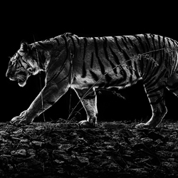 Tiger Noir-Preeti and Prashant Chacko-finalist-black_and_white-2737