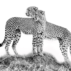 Twin Pose-Preeti and Prashant Chacko-silver-black_and_white-2809
