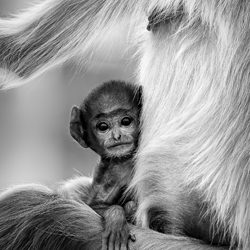Innocence-Preeti and Prashant Chacko-bronze-black_and_white-2560