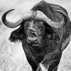 Buffalo and Oxpecker-Ricardo Cisneros-finalist-black_and_white-2663