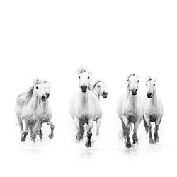 Running Free-David Beavis-finalist-black_and_white-2640