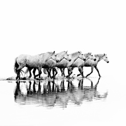 Take The Lead-David Beavis-bronze-black_and_white-2504