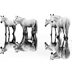 Upon Reflection-David Beavis-finalist-black_and_white-2641