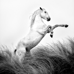 The Stallion-David Beavis-finalist-black_and_white-2642