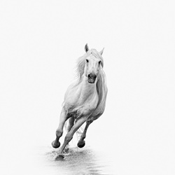 The White Stallion-David Beavis-finalist-black_and_white-2643