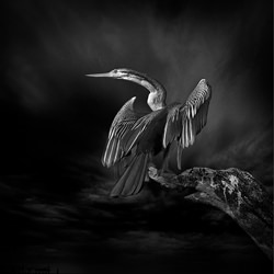 Darter Bird-Jacqui Dean-bronze-black_and_white-2571