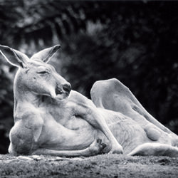Laid back kangaroo-Hugo Vitamvas-gold-black_and_white-2779