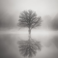 The lonely tree-Florent Serfati-finalist-black_and_white-4390