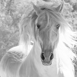 The White Stallion\'s Mane-Carol Walker-finalist-black_and_white-4501