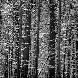 Snowy Forest-Gene Sellers-finalista-black_and_white-9305