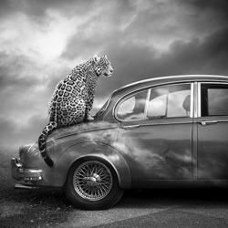 El Jaguar-Sara Victoria Sandberg-bronce-negro_y_blanco-9250