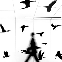 Fly With Us #1-Yancho Sabev-silver-black_and_white-9358