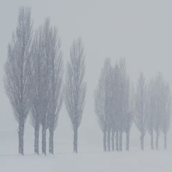 Napoleon Poplars-Renzo Cicillini-finalist-black_and_white-9320