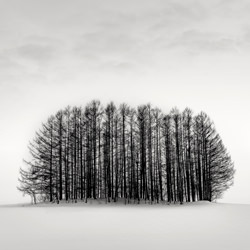 Pinos en la nieve-Peter Rossi-silver-black_and_white-9382