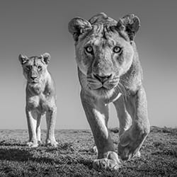 Land of Lions-James Lewin-silver-black_and_white-12531