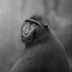 Human gaze of a primate-Marcello Galleano-bronze-black_and_white-12288