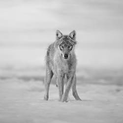 A wolf in the snow-Marcello Galleano-finalist-black_and_white-12425