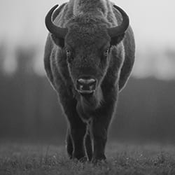 The grandeur of the bison-Marcello Galleano-bronze-black_and_white-12290