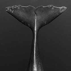 Coda vecchia come il tempo-Eric Kanigan-bronze-black_and_white-12365