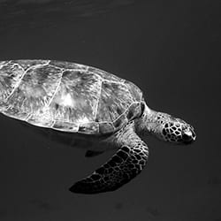 The Sea for a Turtle-Lauren Connolly-bronze-black_and_white-12372
