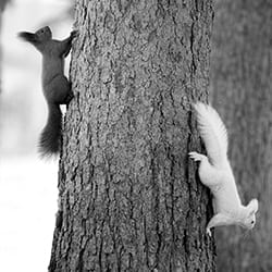 Black and white squirrel-Ryotaro Takeshima-bronze-black_and_white-12329