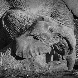 Elephant Canvas-Cheryl Grace-bronze-black_and_white-15532