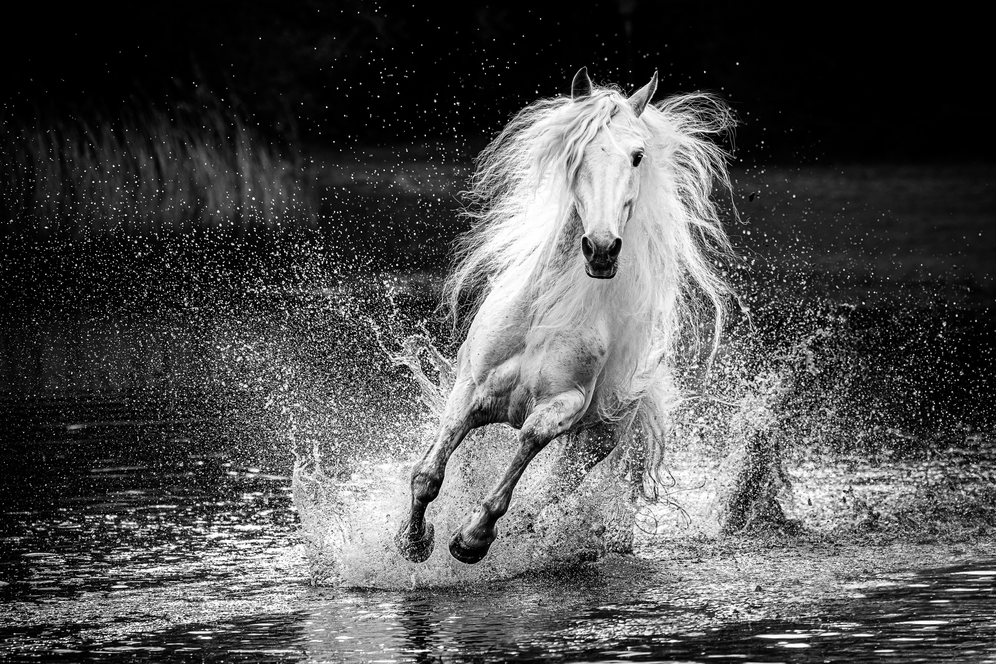 Splash-Aga Karmol-silver-black_and_white-15962