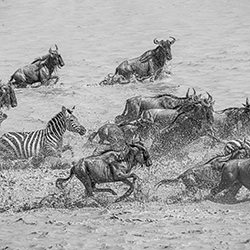 The Crossing-Aga Karmol-silver-black_and_white-15963