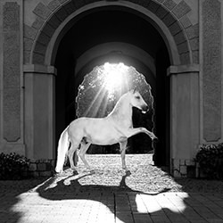 The Gatekeeper-Aga Karmol-finalist-black_and_white-15772