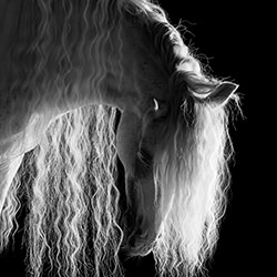 Angel\'s Hair-Aga Karmol-finalist-black_and_white-15775