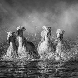The Kelpies of Camargue-Aga Karmol-silver-black_and_white-15966