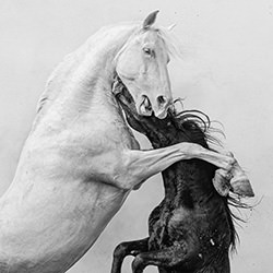 The Hug-Aga Karmol-silver-black_and_white-15968