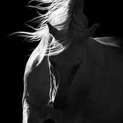 Brave Enough-Aga Karmol-silver-black_and_white-15970