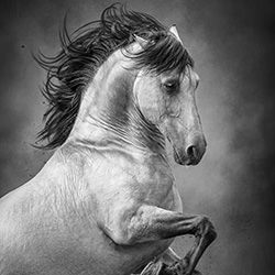 The Essence-Aga Karmol-silver-black_and_white-15972