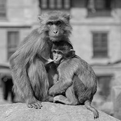 Swayambhunath Stupa-Annabel Zeisler-bronze-black_and_white-15534