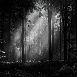 Forest lights-Istvan Meszaros-finalist-black_and_white-15827