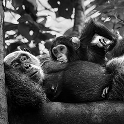 Mother care-Benoit Rondelet-finalist-black_and_white-15830